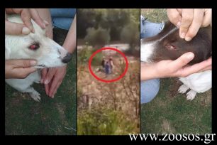 Καταδικάστηκε με αναστολή δημοτικός σύμβουλος Παγγαίου που πλάκωσε στο ξύλο τον σκύλο του το 2015 στο Μελισσοχώρι Καβάλας (βίντεο)