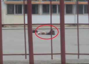 Ένα αγοράκι παίζει με σκύλο στην Αγιά Λάρισας & το παιχνίδι παρουσιάζεται ως επίθεση του ζώου στον άνθρωπο (βίντεο)