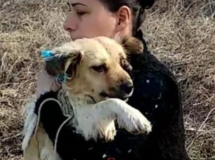 Αγναντερό Καρδίτσας: Βρήκαν σκύλο με βγαλμένο μάτι ίσως από χτύπημα έξω απ'το σπίτι της δολοφονημένης γυναίκας που φρόντιζε τ’ αδέσποτα (βίντεο)