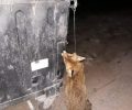 Βρήκε αλεπού νεκρή κρεμασμένη σε κάδο σκουπιδιών στα Ψαχνά Εύβοιας