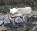 Απεγκλώβισε σκύλο που είχε σφηνώσει με το κεφάλι σε πλαστικό δοχείο στην Αμφιθέα Ιωαννίνων (βίντεο)