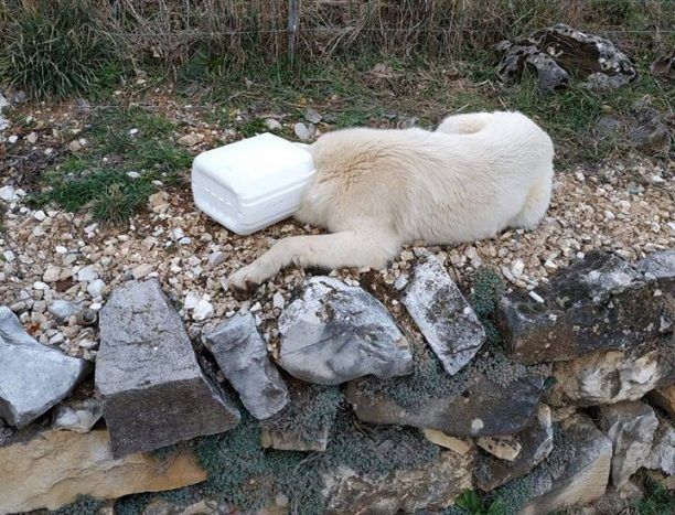 Απεγκλώβισε σκύλο που είχε σφηνώσει με το κεφάλι σε πλαστικό δοχείο στην Αμφιθέα Ιωαννίνων (βίντεο)