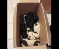 Πέταξε τρία τσουβάλια με 18 ζωντανά κουτάβια σε γκρεμό στην Ανδρίτσαινα Ηλείας (βίντεο)
