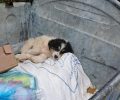 Βρήκε ζωντανό κουτάβι πεταμένο σε κάδο σκουπιδιών στο Άργος Αργολίδας