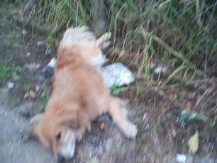Συστηματικός ο αποδεκατισμός σκυλιών και γατιών με φόλες και στην Αρχαία Ολυμπία Ηλείας