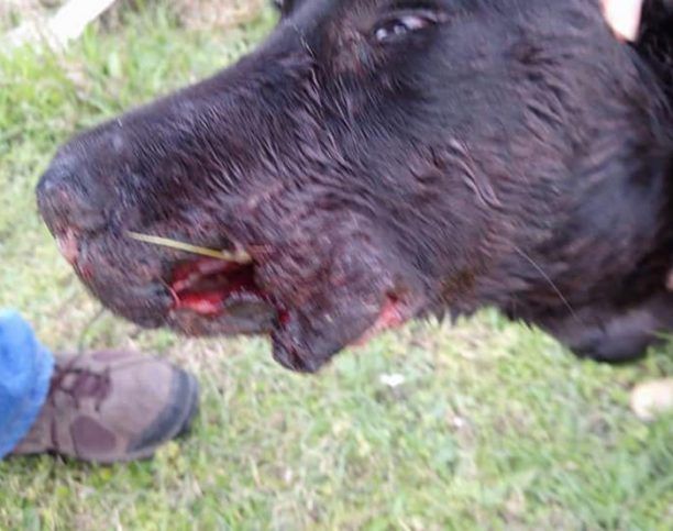 Έκκληση για έξοδα νοσηλείας σκύλου που πυροβολήθηκε στο κεφάλι στον Ασπρόπυργο Αττικής