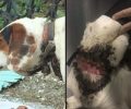 Αχίλλειο Μαγνησίας: Μεταφέρθηκε σε κτηνιατρείο ο σκύλος με τον κομμένο λαιμό (βίντεο)
