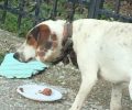 Έκκληση για τη σωτηρία του σκύλου με τον κομμένο λαιμό από το περιλαίμιο στο Αχίλλειο Μαγνησίας