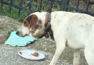 Έκκληση για τη σωτηρία του σκύλου με τον κομμένο λαιμό από το περιλαίμιο στο Αχίλλειο Μαγνησίας