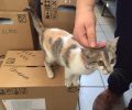 Βρέθηκε γάτα στη Γλυφάδα μέσα σε αυτοκίνητο που έφτασε από τη Δάφνη Αττικής