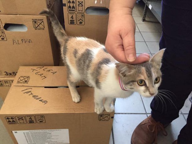 Βρέθηκε γάτα στη Γλυφάδα μέσα σε αυτοκίνητο που έφτασε από τη Δάφνη Αττικής
