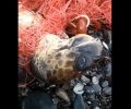 Ηράκλειο Κρήτης: Έσωσαν θαλάσσια χελώνα που είχε παγιδευτεί σε δίχτυ στην παραλία του Λέντα (βίντεο)