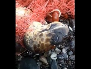 Ηράκλειο Κρήτης: Έσωσαν θαλάσσια χελώνα που είχε παγιδευτεί σε δίχτυ στην παραλία του Λέντα (βίντεο)