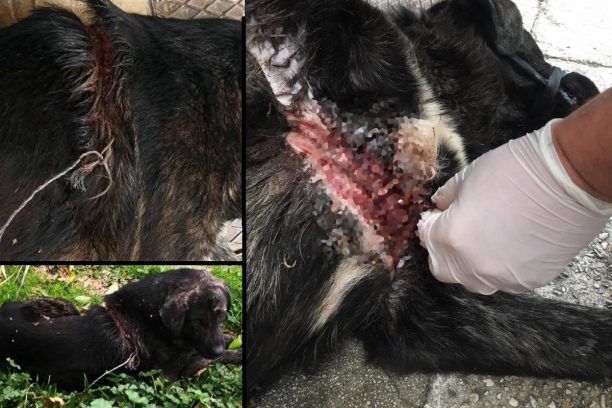 Έσωσαν τον σκύλο που παγιδεύτηκε σε συρμάτινη θηλιά στο Δρέπανο Θεσπρωτίας