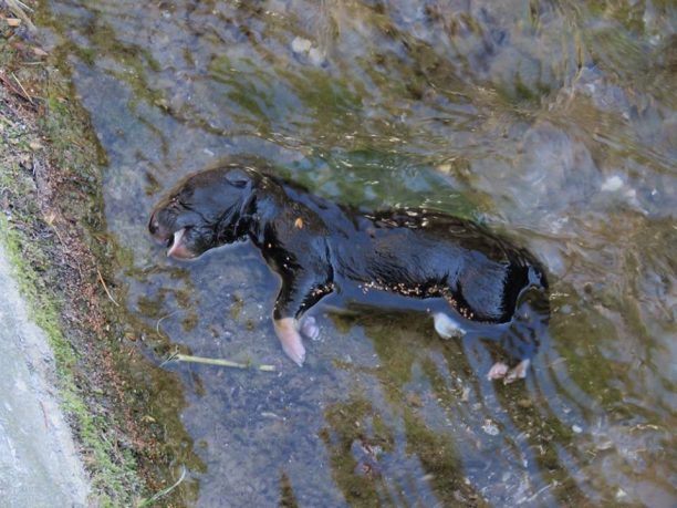 Βρήκε κουτάβι νεκρό μέσα σε ποταμάκι στην πόλη της Έδεσσας στην Πέλλα