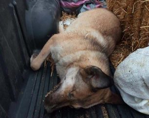 Δηλητηρίασε σκυλιά με φόλες στο Χαλκερό Καβάλας