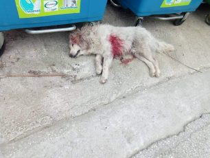 Ένα σκυλί νεκρό και ένα τραυματισμένο ίσως από πυροβολισμό στο Χαλκερό Καβάλας