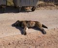 Σκύλος νεκρός με δεμένα τα πόδια στο Κανάλι Πρέβεζας
