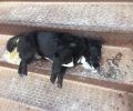 Καρδαμίτσια Ιωαννίνων: Περισσότερα από δέκα σκυλιά νεκρά από φόλες