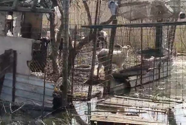 Βρήκαν 7 κατσικάκια να ζουν σε άθλιες συνθήκες στη Νέα Μάκρη Αττικής (βίντεο)