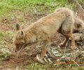 Λέσβος: Έσωσαν αλεπού που κάποιος είχε παγιδεύσει με συρματόσχοινο και βασάνιζε στον Παλαιόκηπο Γέρας