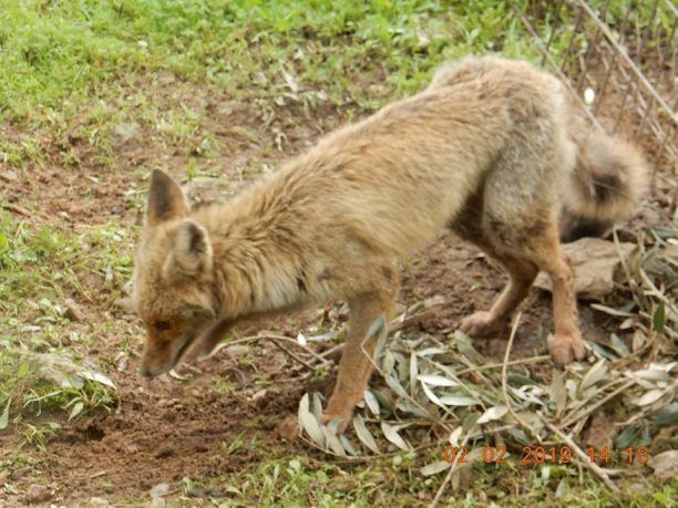 Λέσβος: Έσωσαν αλεπού που κάποιος είχε παγιδεύσει με συρματόσχοινο και βασάνιζε στον Παλαιόκηπο Γέρας