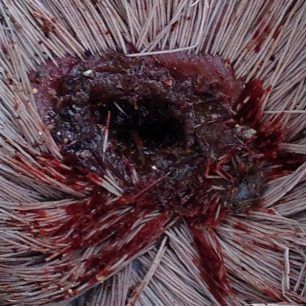 LitohoroZarkadiPyrovolimeno 4