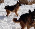 Χάθηκαν δύο σκυλιά στην Ιπποκράτειο Πολιτεία στην Πάρνηθα