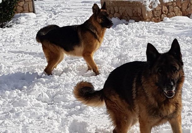 Χάθηκαν δύο σκυλιά στην Ιπποκράτειο Πολιτεία στην Πάρνηθα