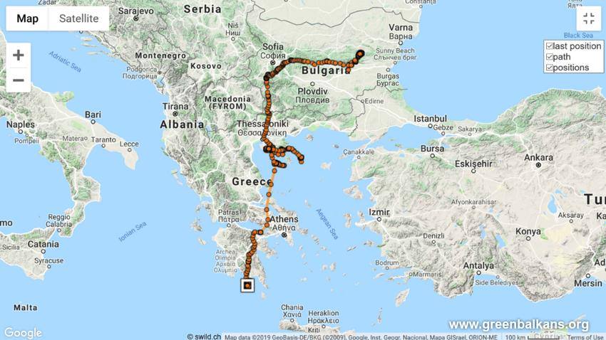 Νεκρός από φόλα σπάνιος Μαυρόγυπας που απελευθερώθηκε στη Βουλγαρία και δηλητηριάστηκε στη Μάνη Λακωνίας 1 MavrogipasFolaOstrava 2