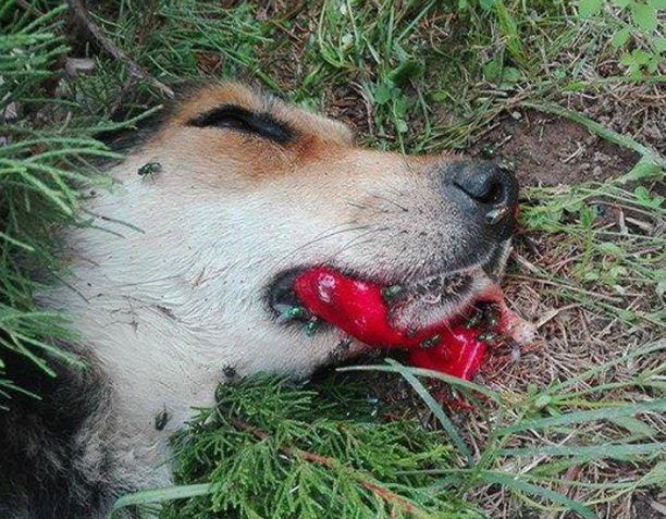  Αιτωλοακαρνανία: Ακόμα ένας σκύλος νεκρός από φόλα στα Τ.Ε.Ι. Μεσολογγίου