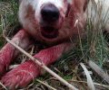 Αιτωλοακαρνανία: Ένας σκύλος νεκρός και ένας τραυματισμένος πυροβολημένοι και οι δύο με καραμπίνα στο Τ.Ε.Ι. Μεσολογγίου (βίντεο)