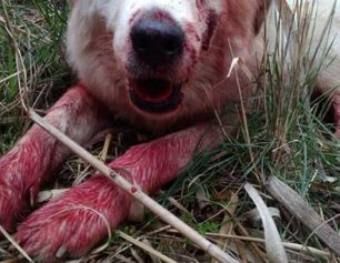 Αιτωλοακαρνανία: Ένας σκύλος νεκρός και ένας τραυματισμένος πυροβολημένοι και οι δύο με καραμπίνα στο Τ.Ε.Ι. Μεσολογγίου (βίντεο)