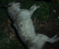 Λάρισα: Τουλάχιστον 10 σκυλιά νεκρά από φόλες στο Μικρό Ευύδριο Φαρσάλων