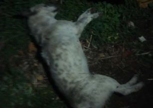 Λάρισα: Τουλάχιστον 10 σκυλιά νεκρά από φόλες στο Μικρό Ευύδριο Φαρσάλων