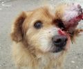 Λέσβος: Άφηνε τον σκύλο του να σαπίζει από τον τεράστιο όγκο στο κεφάλι στη Μυτιλήνη