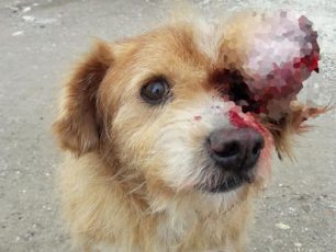 Λέσβος: Άφηνε τον σκύλο του να σαπίζει από τον τεράστιο όγκο στο κεφάλι στη Μυτιλήνη