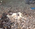 Έκκληση για να καλυφθούν έξοδα νοσηλείας σκύλου που βρέθηκε σε ποτάμι με σπασμένα πόδια στη Ναύπακτο Αιτωλοακαρνανίας (βίντεο)