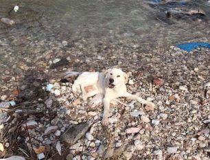 Έκκληση για να καλυφθούν έξοδα νοσηλείας σκύλου που βρέθηκε σε ποτάμι με σπασμένα πόδια στη Ναύπακτο Αιτωλοακαρνανίας (βίντεο)