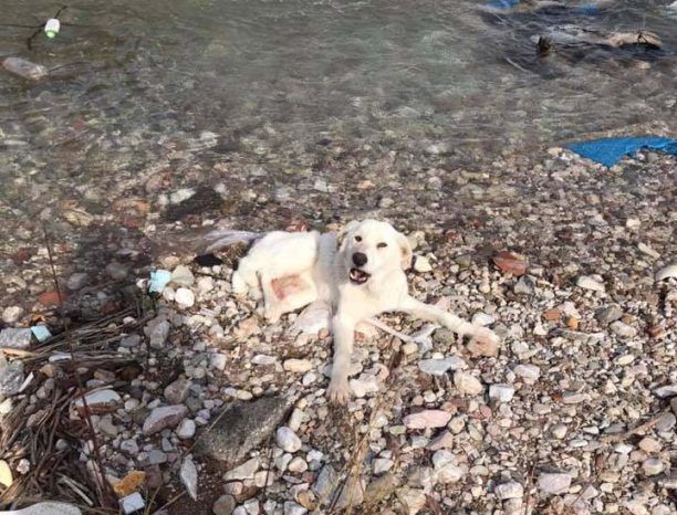 Έκκληση για να καλυφθούν έξοδα νοσηλείας σκύλου που βρέθηκε σε ποτάμι με σπασμένα πόδια στη Ναύπακτο Αιτωλοακαρνανίας (βίντεο)