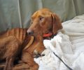 Ανήμπορος να περπατήσει από την ασιτία σκύλος που βρέθηκε σκελετωμένος στη Νέα Μάδυτο Θεσσαλονίκης