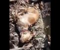 Βρήκε δύο νεκρά σκυλιά μέσα σε ποτάμι στο Νεοχώρι Σερρών (βίντεο)