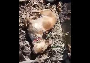 Βρήκε δύο νεκρά σκυλιά μέσα σε ποτάμι στο Νεοχώρι Σερρών (βίντεο)