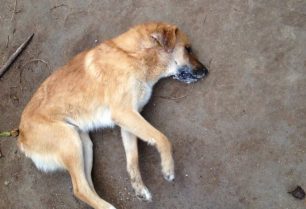 Νιφοραίικα Αχαΐας: Νεκρά από φόλες δύο σκυλιά, ένας αετός και μια αλεπού (βίντεο)