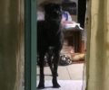 Έκκληση για υιοθεσία του σκύλου που έμεινε μόνος μετά τον τραγικό θάνατο εργαζόμενης γυναίκας σε ταβέρνα στην Καλαμάτα