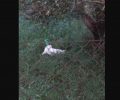 Έκκληση για τη σωτηρία άσπρης γάτας που έχει σφηνώσει με το κεφάλι σε κονσέρβα στον Ωρωπό Αττικής