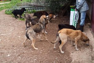 Έκκληση για τροφές για τα 100 σκυλιά και γάτες συλλέκτη στην Περαχώρα Κορινθίας