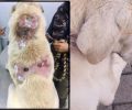 Βρήκαν αδέσποτο σκύλο με εγκαύματα στην πλάτη στην Πέρδικα Θεσπρωτίας