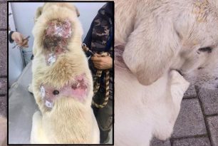 Βρήκαν αδέσποτο σκύλο με εγκαύματα στην πλάτη στην Πέρδικα Θεσπρωτίας