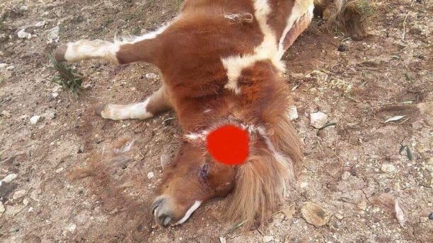 Βρήκε αλογάκι πόνυ νεκρό πυροβολημένο στο κεφάλι στην Πέρδικα Θεσπρωτίας